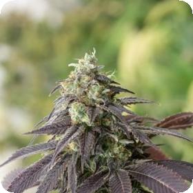 707 Headband Feminised Seeds