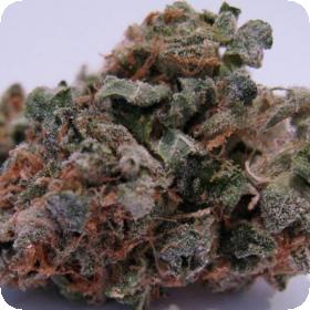 707 Headband Regular Seeds 707 Headband Regular Seeds