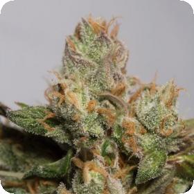 707 Truthband Feminised Seeds 707 Truthband Feminised Seeds