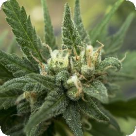 White Candy Feminised Seeds