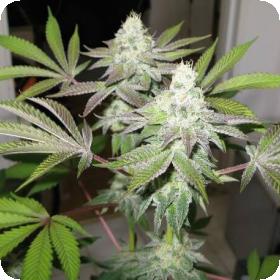 78 Feminised Seeds (Gold Collection)