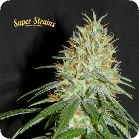 7th Wave Feminised Seeds