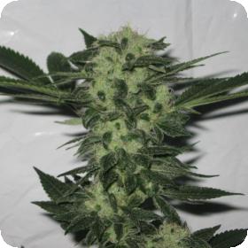 818 Headband Aka Sour OG Feminised Seeds 818 Headband Aka Sour OG Feminised Seeds