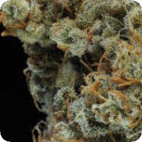 8 Miles High Regular Seeds 8 Miles High Regular Seeds
