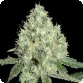91 Krypt Regular Seeds - Limited Collection Seeds 91 Krypt Regular Seeds - Limited Collection Seeds