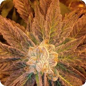 9 Pound Hammer Regular Seeds 9 Pound Hammer Regular Seeds