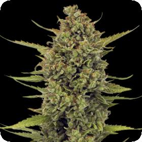 Acapulco Gold Feminised Seeds Acapulco Gold Feminised Seeds