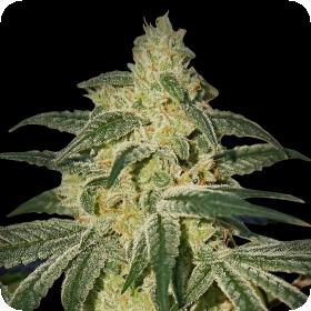 Afghan Hash Plant Regular Seeds