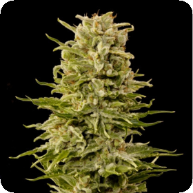 AK Auto Feminised Seeds AK Auto Feminised Seeds