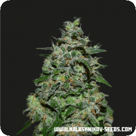 AK Kush Express Feminised Seeds AK Kush Express Feminised Seeds