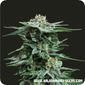 AK Kush Feminised Seeds AK Kush Feminised Seeds