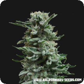 AK Skunk AUTO Feminised Seeds AK Skunk AUTO Feminised Seeds