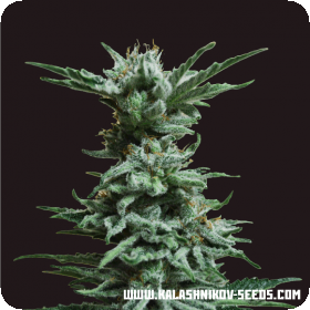 AK Skunk Feminised Seeds AK Skunk Feminised Seeds