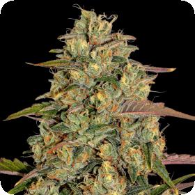 Amnesia Lemon Feminised Seeds