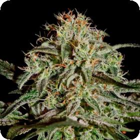 A.M.S. Feminised Seeds A.M.S. Feminised Seeds