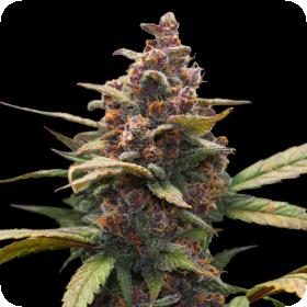 Ayahuasca Purple Feminised Seeds Ayahuasca Purple Feminised Seeds