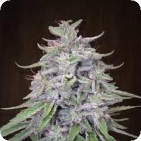 Bangi Haze Regular Seeds Bangi Haze Regular Seeds