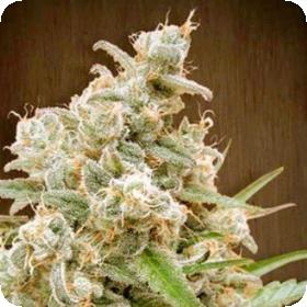 Nepal Jam Regular Seeds Nepal Jam Regular Seeds