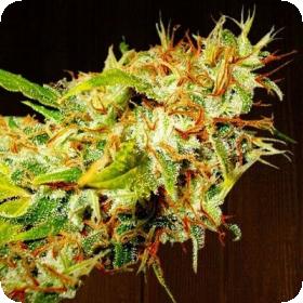 Zamaldelica Regular Seeds Zamaldelica Regular Seeds