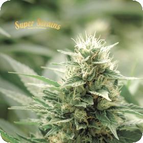 Agartha CBD Feminised Seeds Agartha CBD Feminised Seeds