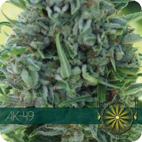 Ak 49 Fem Jpg