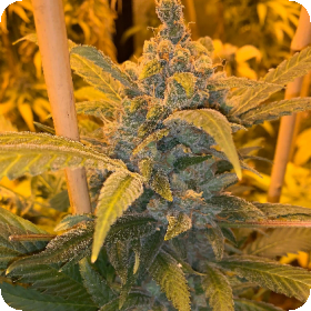 Alien Widow Regular Seeds Alien Widow Regular Seeds