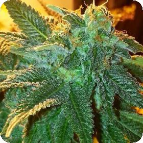 Alien OG Feminised Seeds