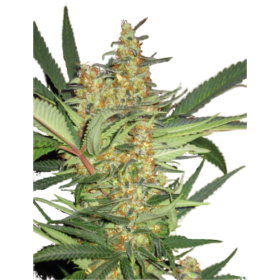 Amajikoym Feminised Seeds Amajikoym Feminised Seeds