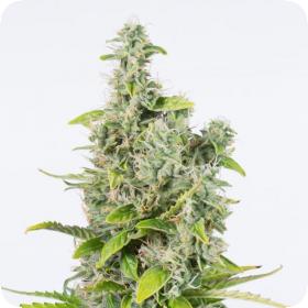 Amnesia CBD Auto Feminised Seeds Amnesia CBD Auto Feminised Seeds