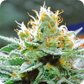 Amnesia Buddha Kush Jpg