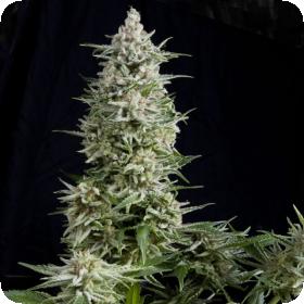 Amnesia Gold Jpg
