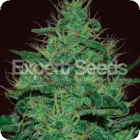 Amnesia Haze Auto Feminised Seeds Amnesia Haze Auto Feminised Seeds