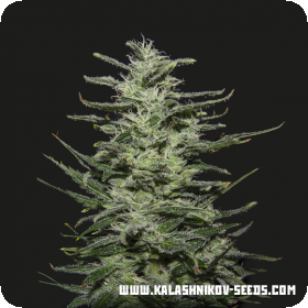 Amnesia Molotov Feminised Seeds Amnesia Molotov Feminised Seeds
