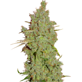 Amnesia Feminised Seeds Amnesia Feminised Seeds