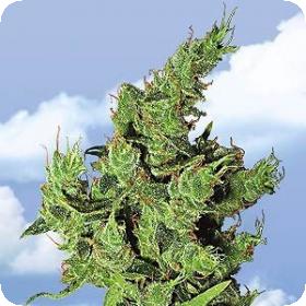 Amsterdam Mist Feminised Seeds Amsterdam Mist Feminised Seeds
