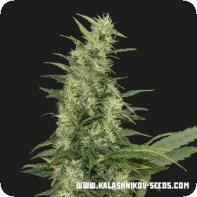 Amur Giant Auto Feminised Seeds Amur Giant Auto Feminised Seeds