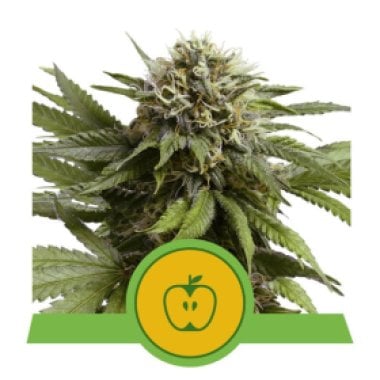 Apple Fritter Auto Flowering Cannabis Seeds 0