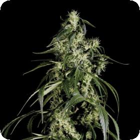 Arjan's Haze #1 Feminised Seeds Arjan's Haze #1 Feminised Seeds