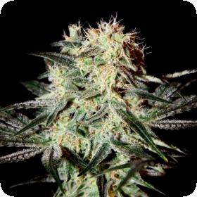 Arjans  Strawberry  Haze  Greenhouse 0