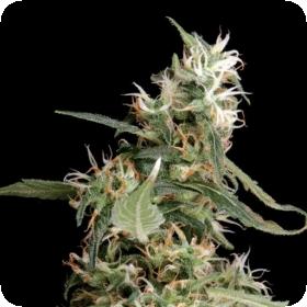 Arjans  Ultra  Haze 1  Greenhouse 0