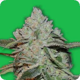 Atomic Feminised Seeds Atomic Feminised Seeds