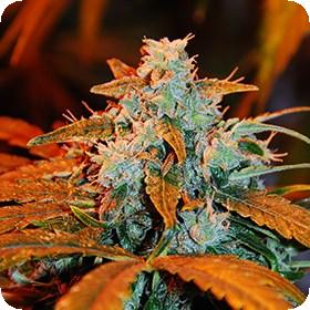 Auto Blueberry G13 Labs Cannabis Seeds Jpg