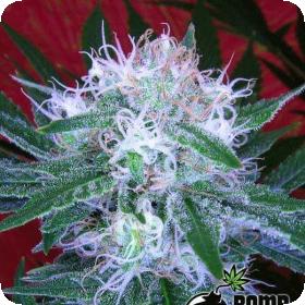 Bomb Auto Feminised Seeds Bomb Auto Feminised Seeds
