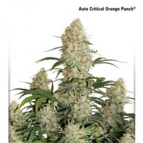 Auto Critical Orange Punch Feminised Cannabis Seeds Dutch Passion 1