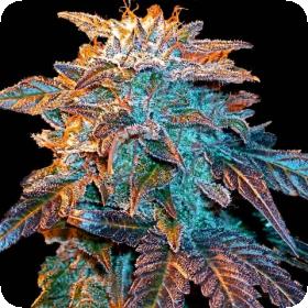 Gelato Auto Feminised Seeds Gelato Auto Feminised Seeds