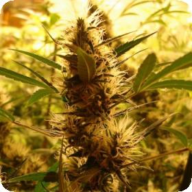 710 Diesel AUTO Feminised Seeds