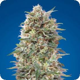 Auto California Kush Feminised Cannabis Seeds 0