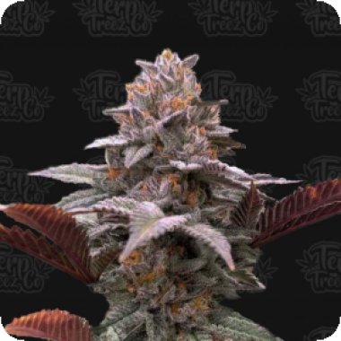 Auto Oreoz X Orange Punch