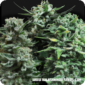 Autoflowering Mix Feminised seeds Autoflowering Mix Feminised seeds