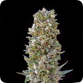 Automatik Mix Auto Feminised Cannabis Seeds